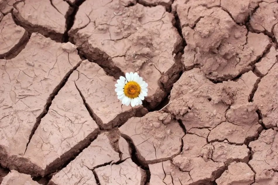 Flor en el desierto.