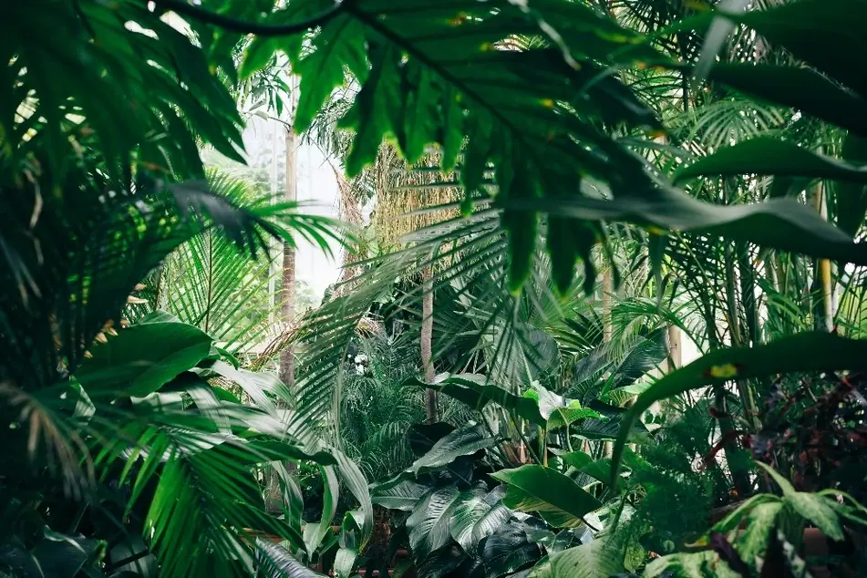Foto de un bosque tropical