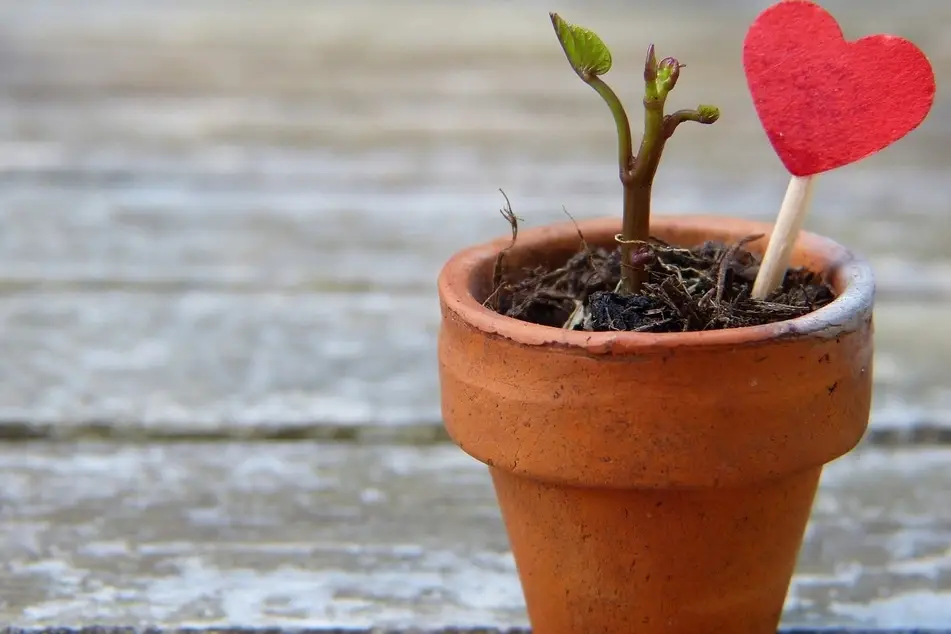 maceta con una planta