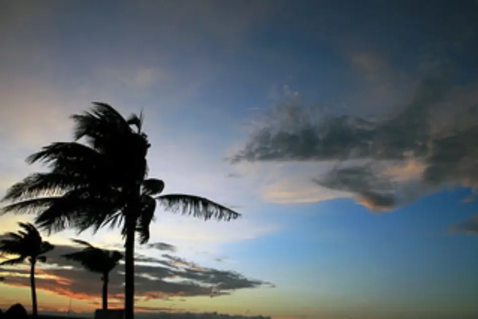 Tres palmeras con sus ramas moviéndose con el viento y un atardecer detrás