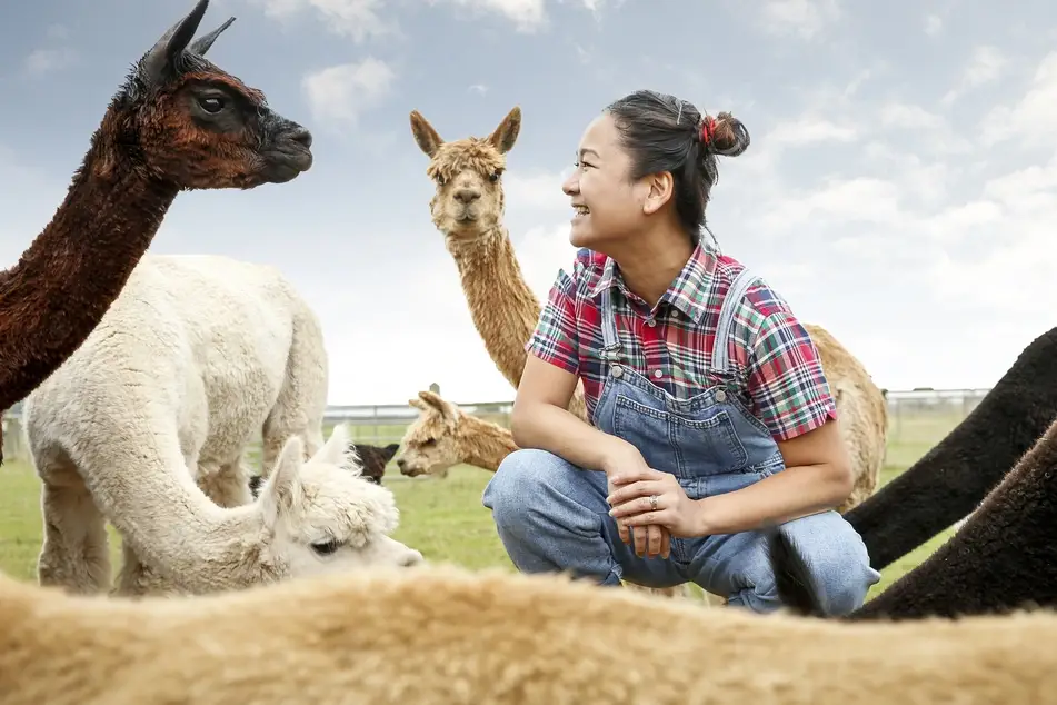 woman laughs with alpacas