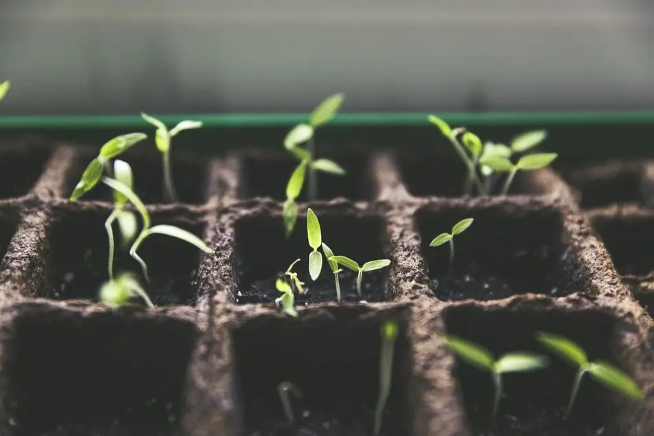 semillas germinando