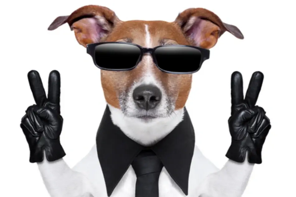 Un perro cool con anteojos oscuros, corbata y guantes negros