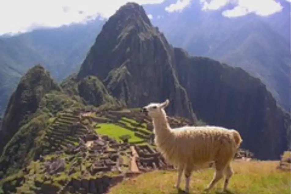 Una llama en Machu Pichu