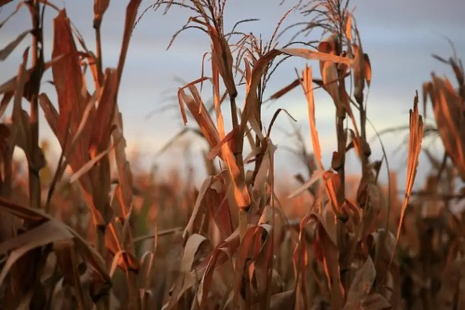 campos de maíz
