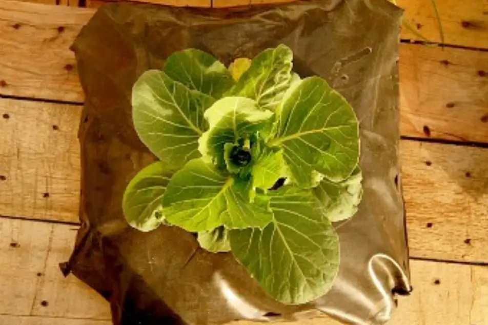 Una lechuga saliendo de una bolsa de tela