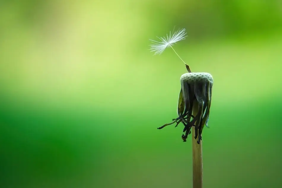 flor