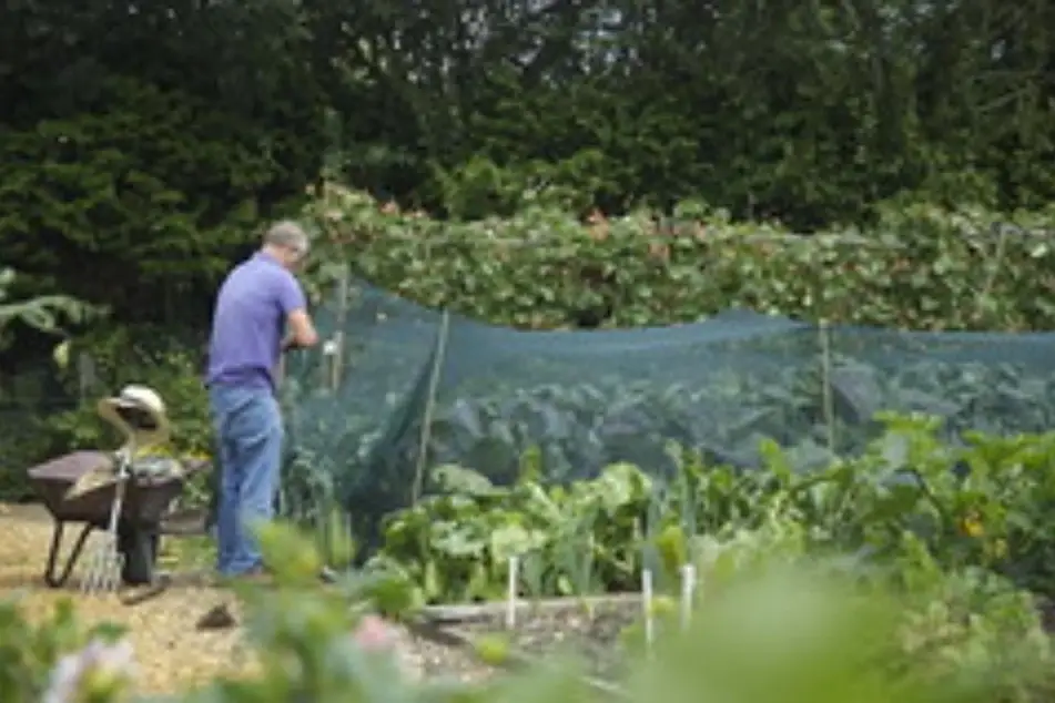 Hombre trabajando en la valla de una huerta