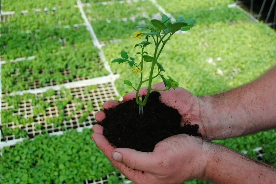 hands holding soiled small plant