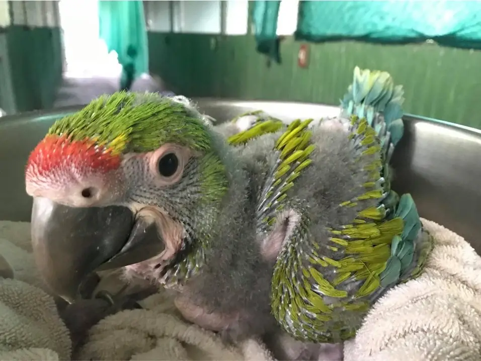Volunteer Macaw Breeding Center