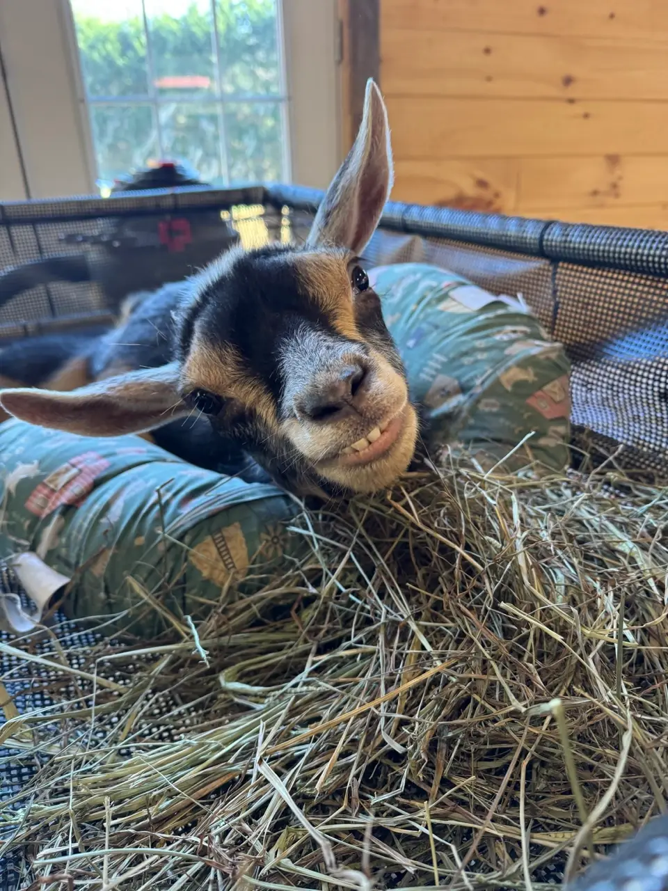 Special Care Barn Assistant