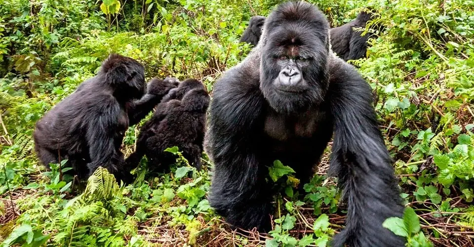 VOLUNTEER IN DEMOCRATIC REPUBLIC OF CONGO