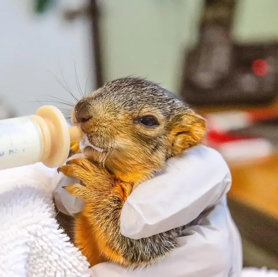 Come Get Wild With Us! Help Urban Wildlife