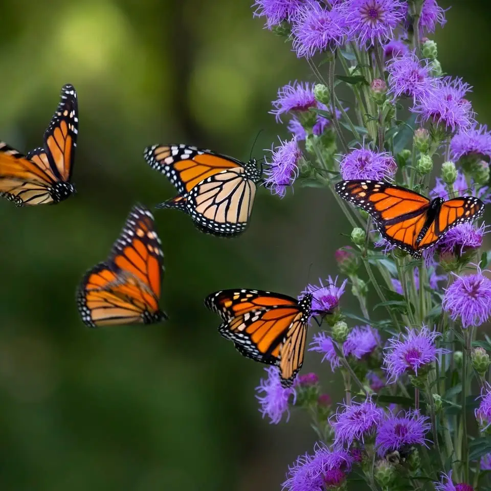 Butterfly Habitat Lepidopterist