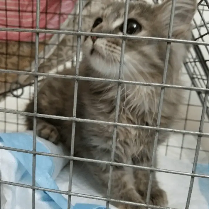 Monday morning Cat Care help needed