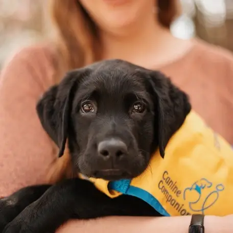 Puppy Raisers Needed to Raise a future service dog puppy!