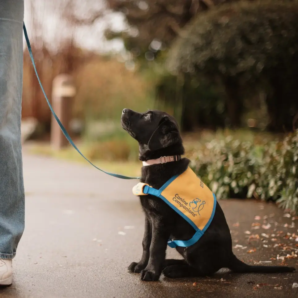 Puppy Raisers Needed to Raise a future service dog puppy!