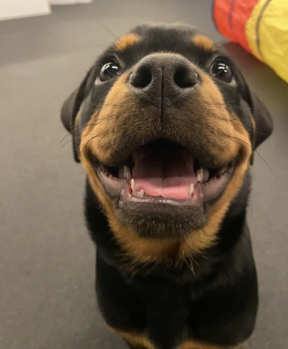 Dog Training Group Class Assistant Volunteer