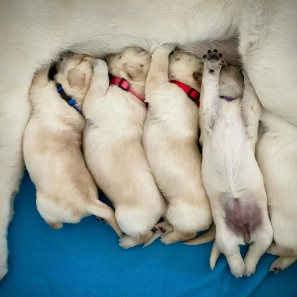 Help the next generation of service dogs as a Canine Caretaker!