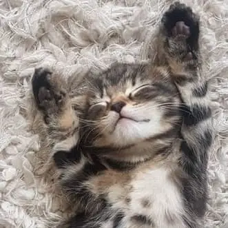 Animal Rescue Post-Adoption Liaison