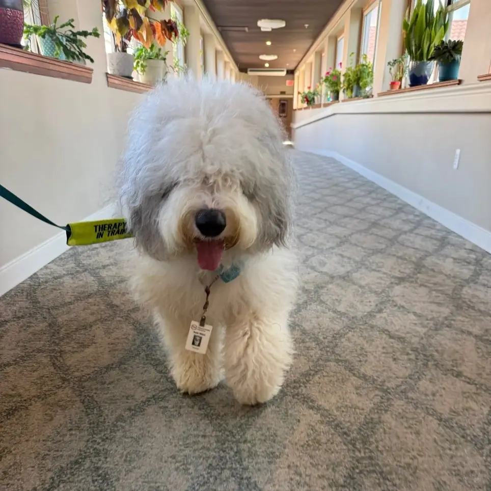 Therapy Dog Volunteer Needed for Hospice Visits - Bring Comfort & Compassion