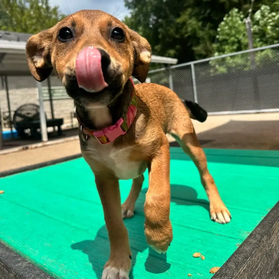 Kennels Enrichment- Walk a Dog!