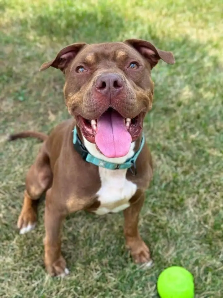 Dog Foster Paw-rent