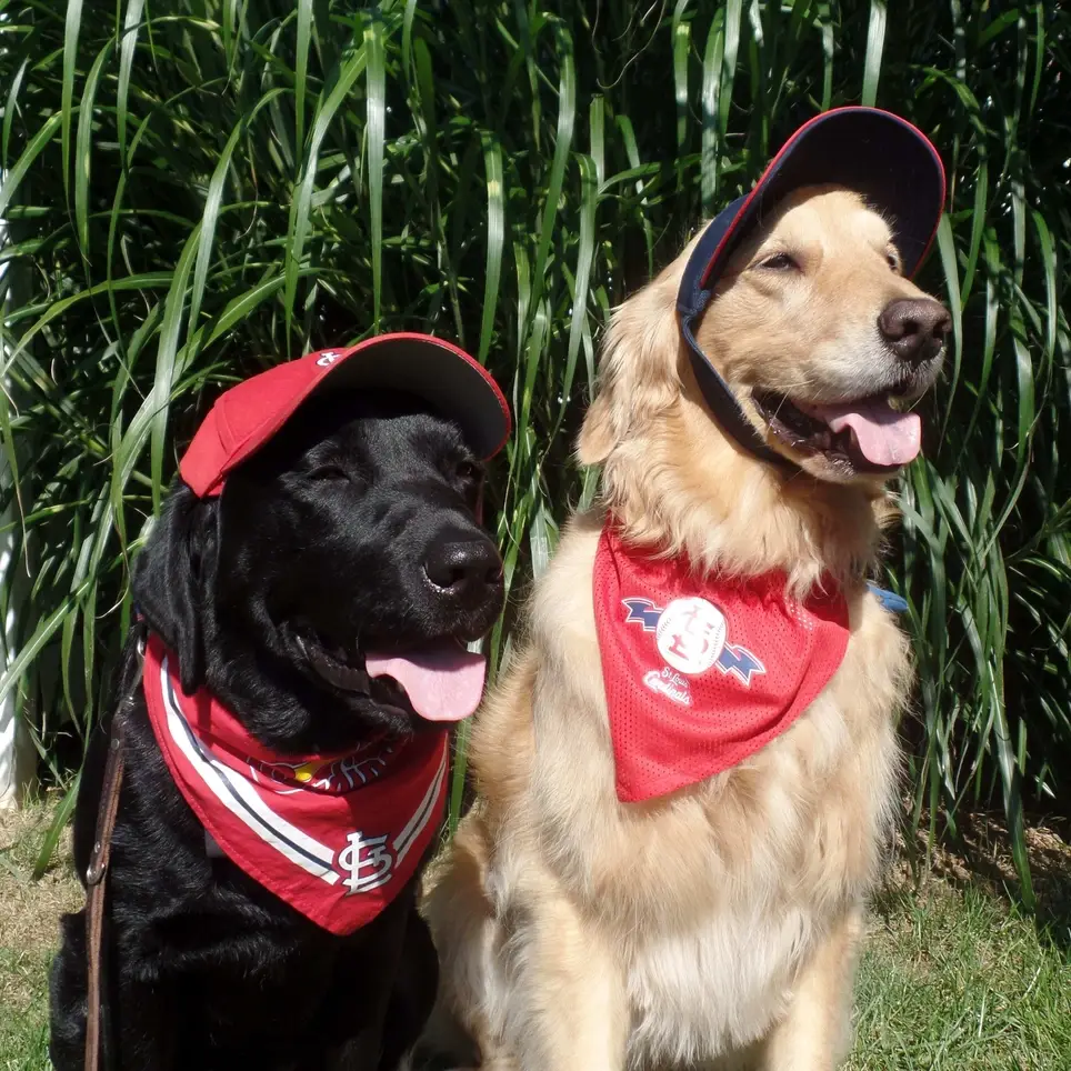 Paws for Patients - Volunteer With Your Dog in the Metroeast IL area!