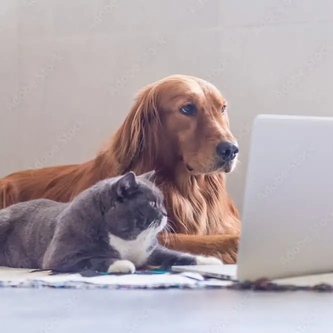 Pet Meals-on-Wheels: Delivery Coordinator (Remote)