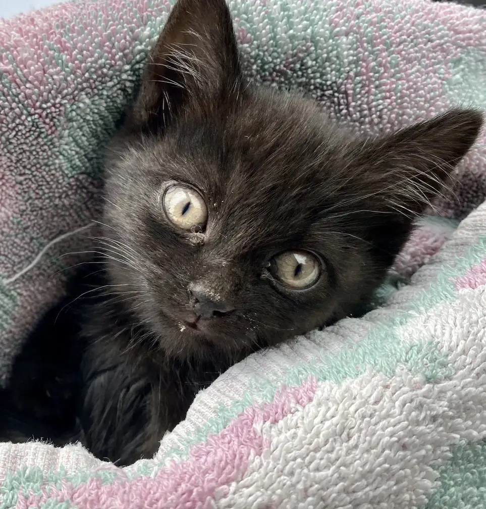 Help Animals in Families of Need Get Medical Care: Volunteer Needed