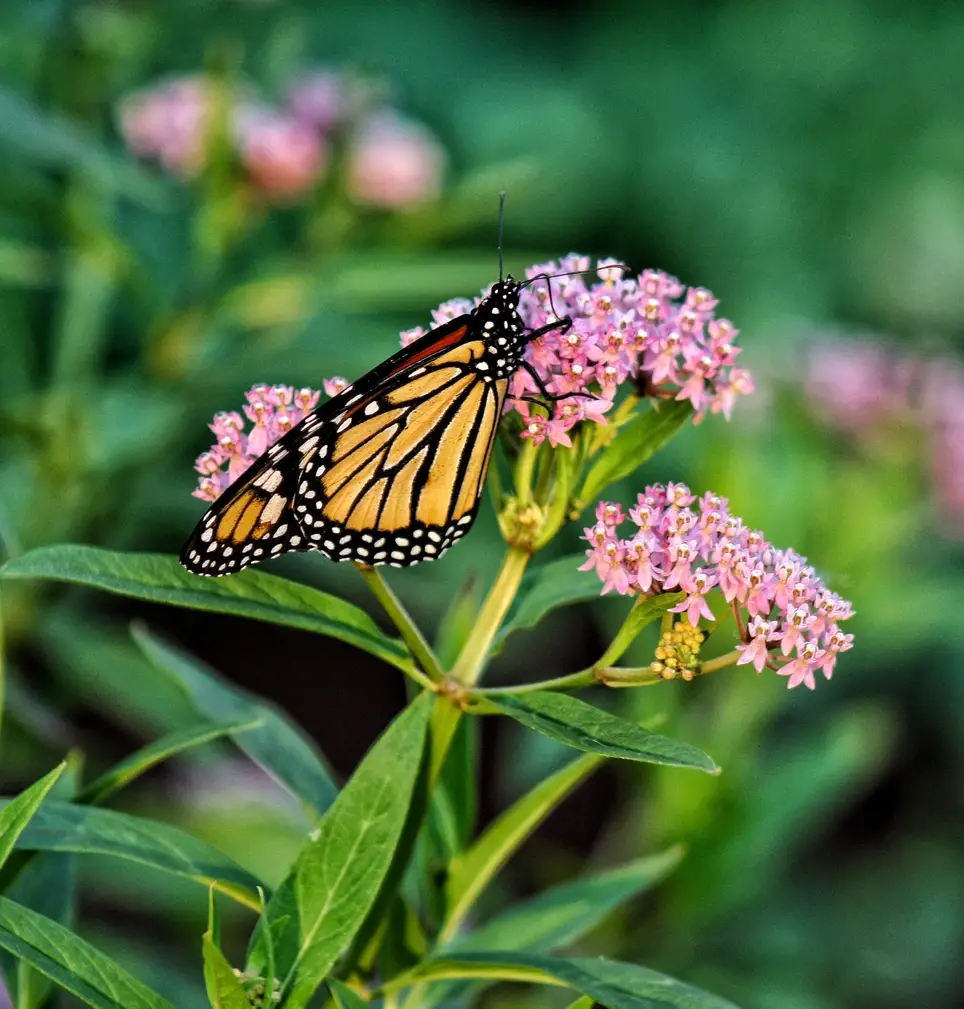 Do You Love Nature and Talking to People? Step Inside as a Tifft Greeter!