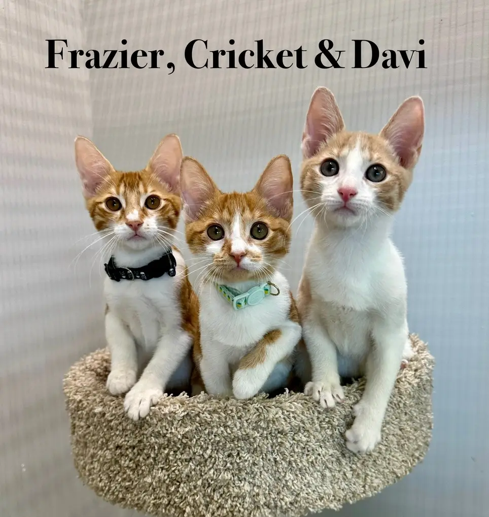 Pet Store Kitty Care - Royal Palm Beach