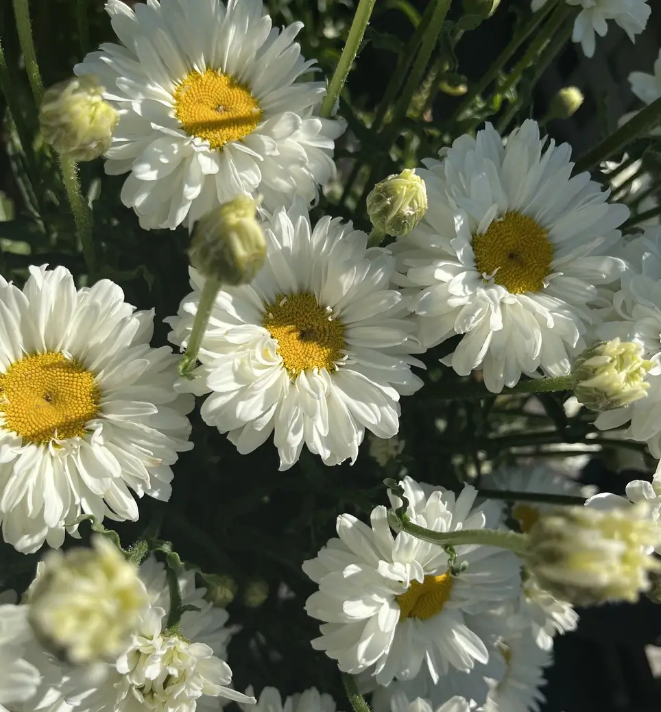 Point Defiance Garden Club Work Party, May 2nd!