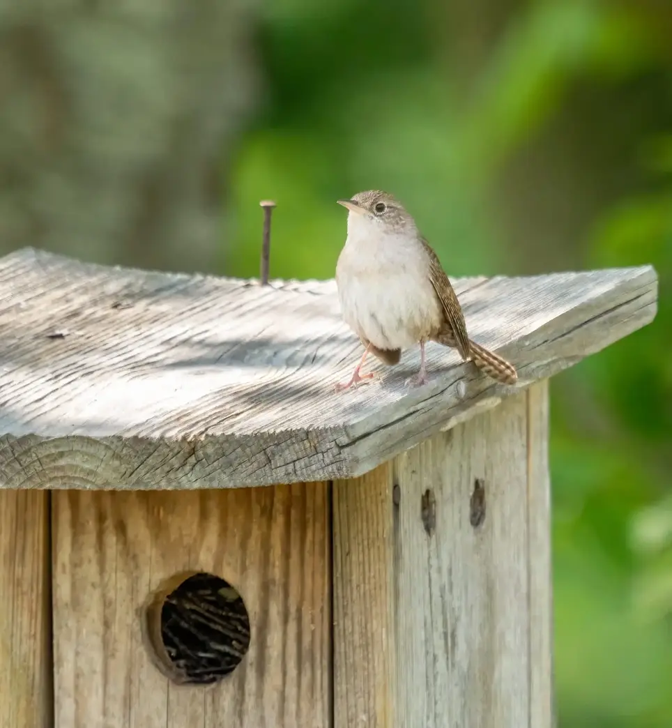 Nesting Navigator (bird nestbox monitor)
