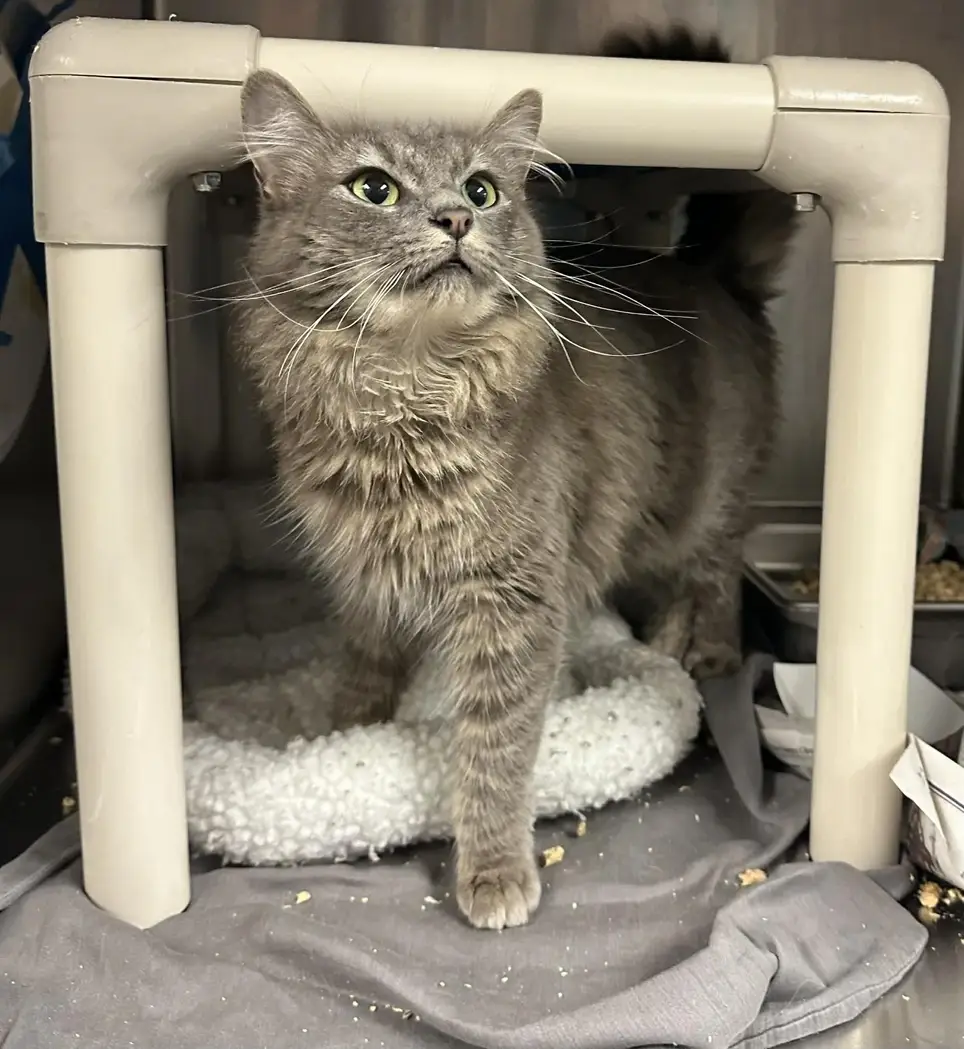 Save Cats from Euthanasia - Foster for 120 days!