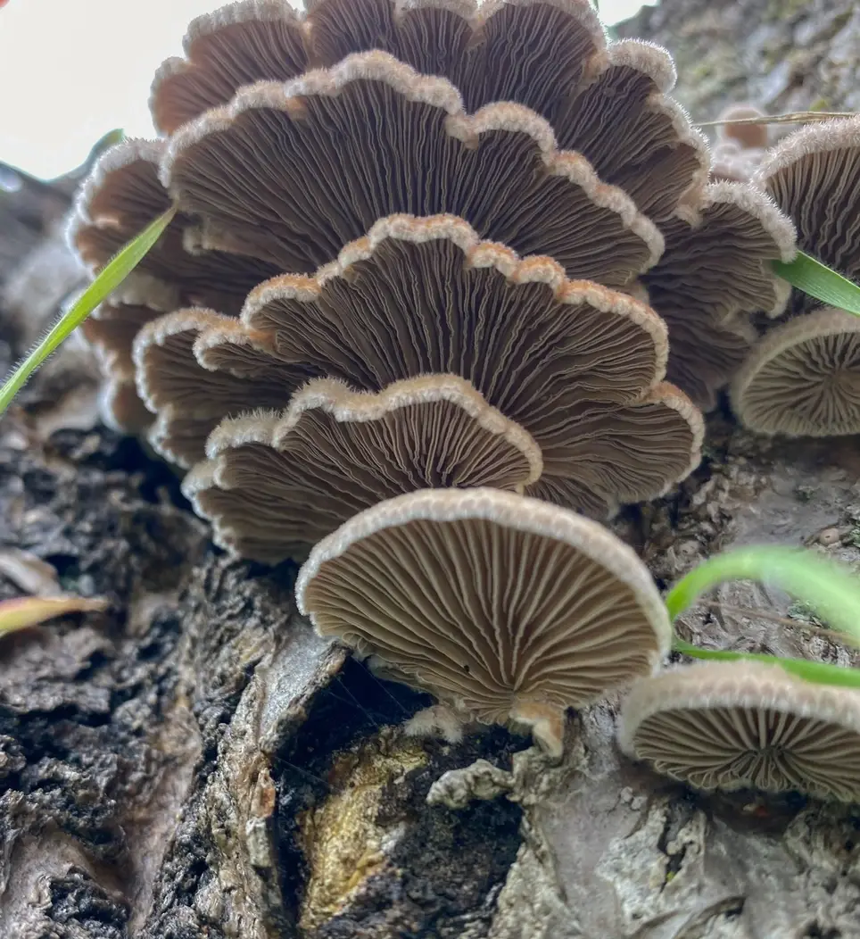 Kelley Park BioBlitz