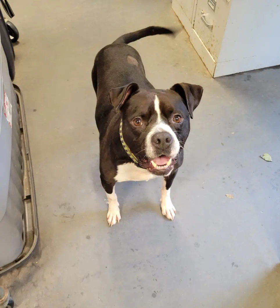 Shelter Volunteer/Dog Caretaker