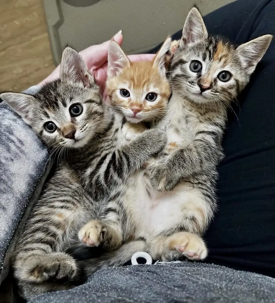 Urgent Call for Fosters: Help Save Lives This Kitten Season!