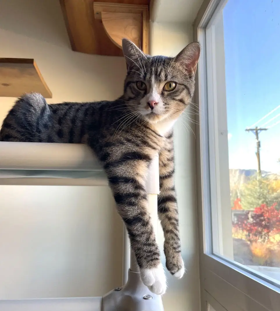 Happy Cats is looking for Volunteers! 😻