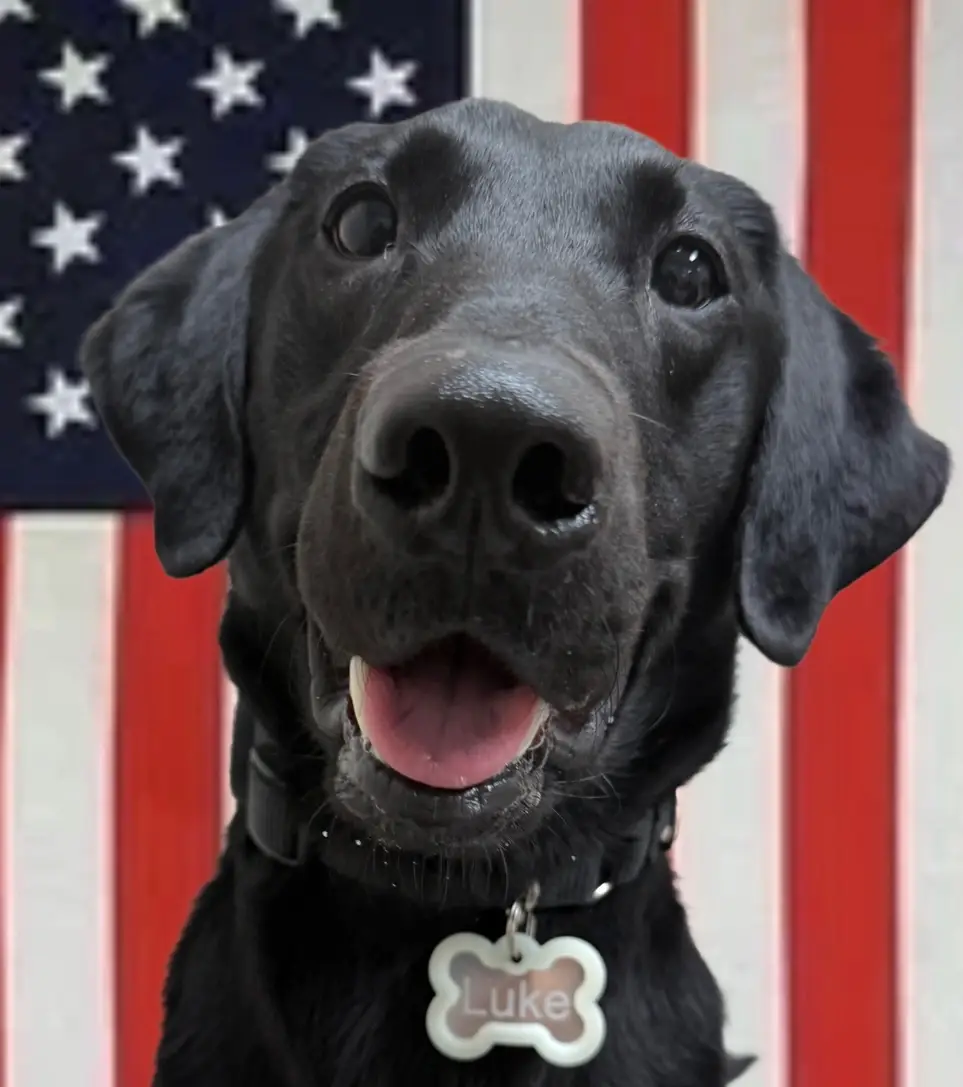 TSA K9 at Midway Airport, Decoy Opportunities