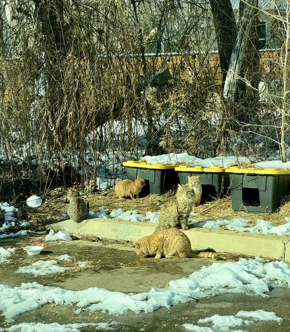 Community Cat Feeder