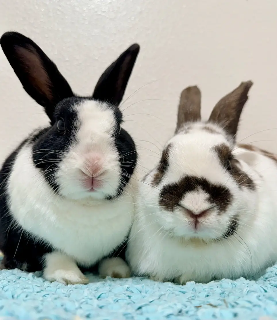 Rabbit Care & Enrichment Volunteer