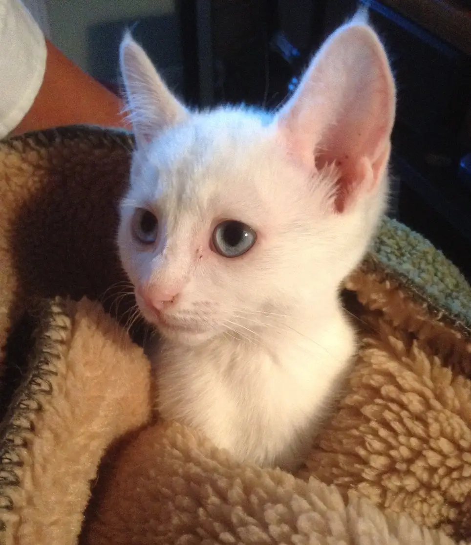 Cat/Kitten Fosters (aka Kitty Cuddlers)