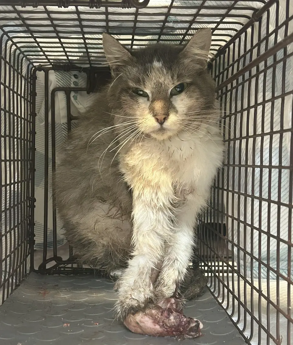 Help neuter homeless cats