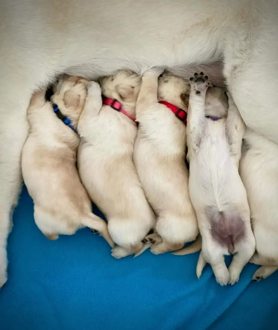 Help provide the next generation of future service dogs!