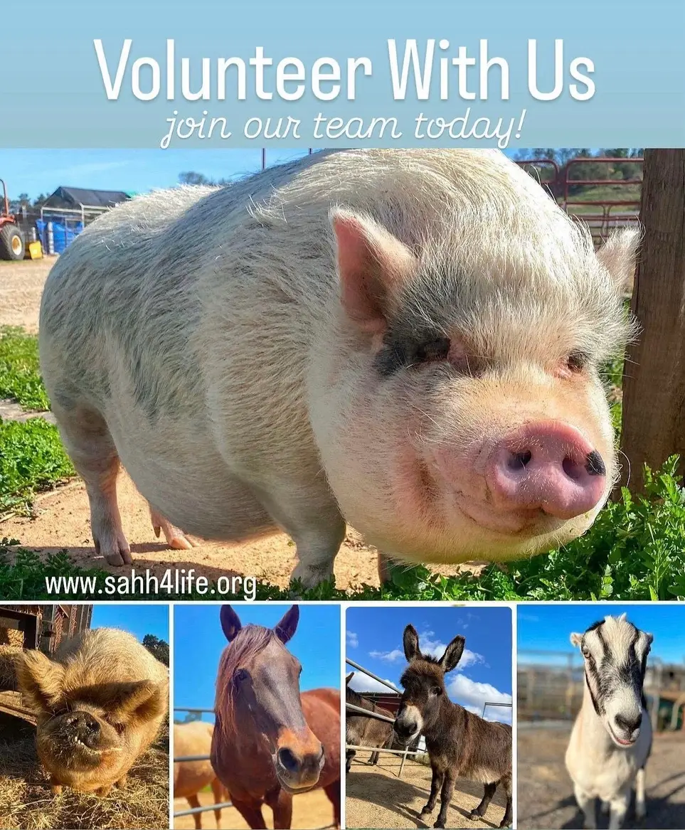 Volunteer with Rescued Farm Animals!