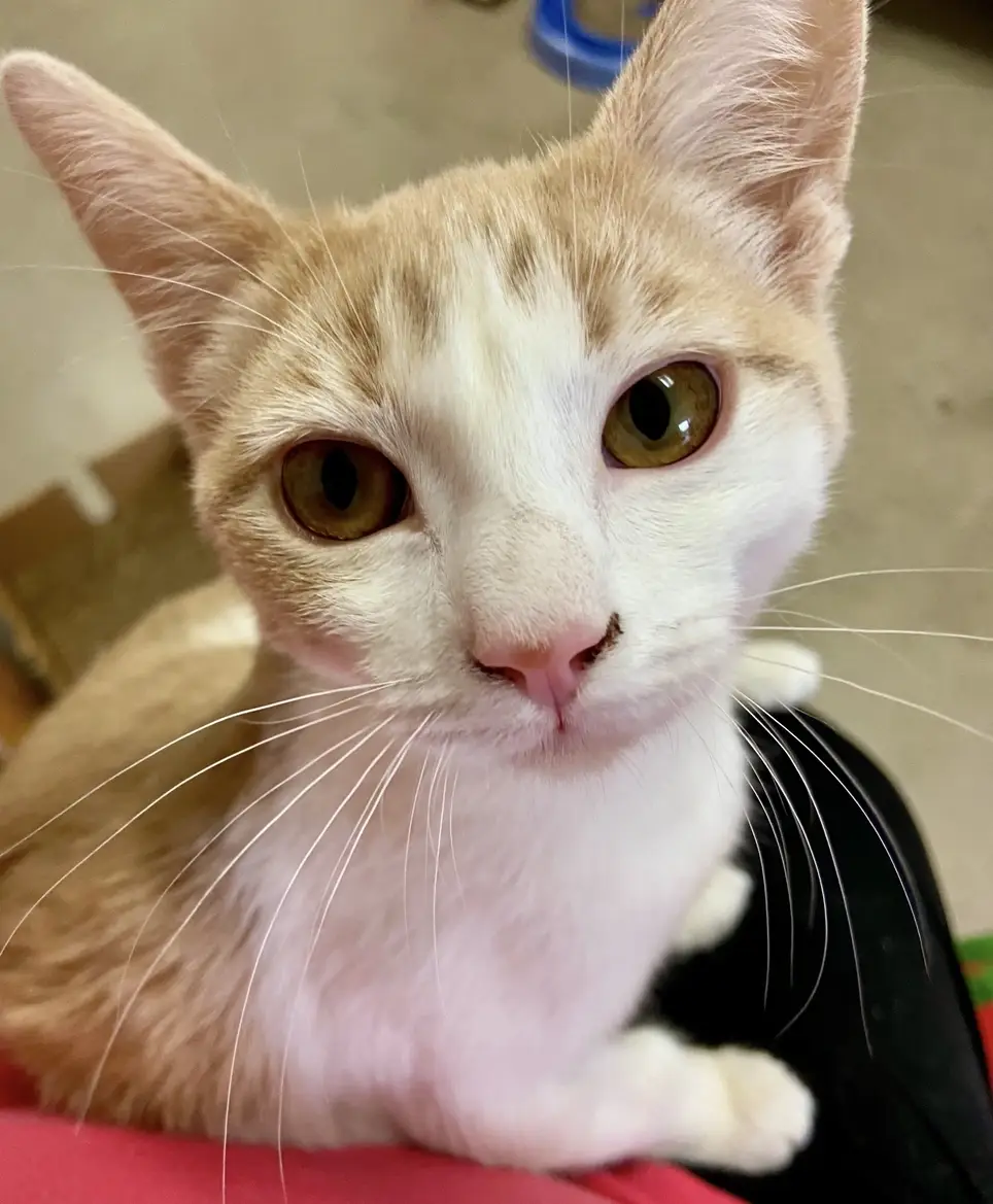 Cat Rescue care and cuddles
