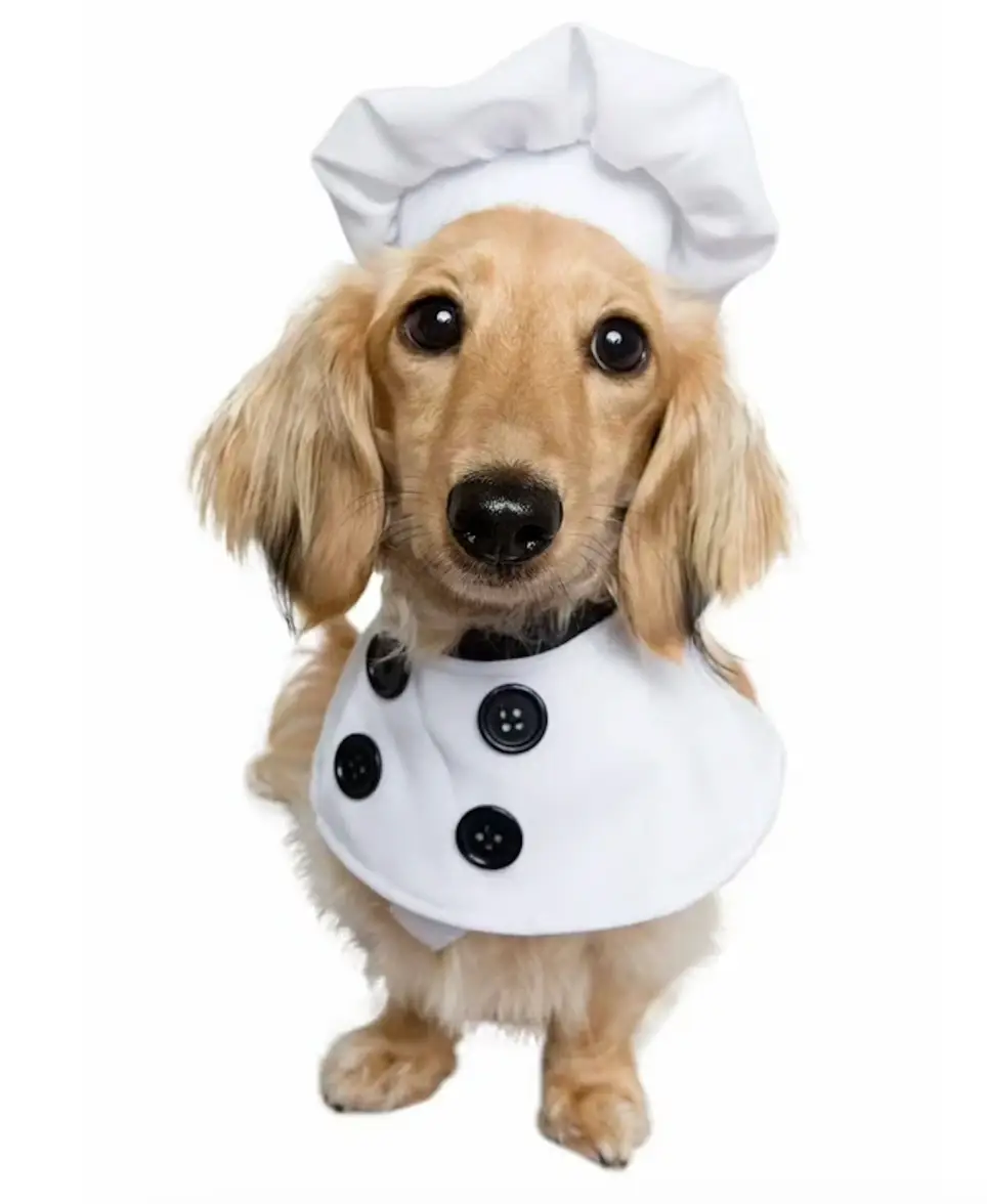 Doggy Chefs Needed for Foster Dogs