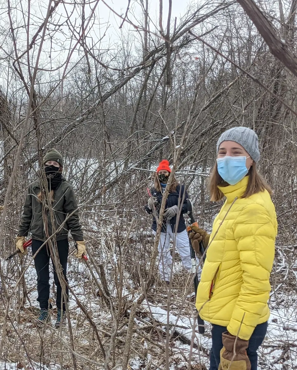 Invasive Shrub Cutting Furstenberg Nature Area