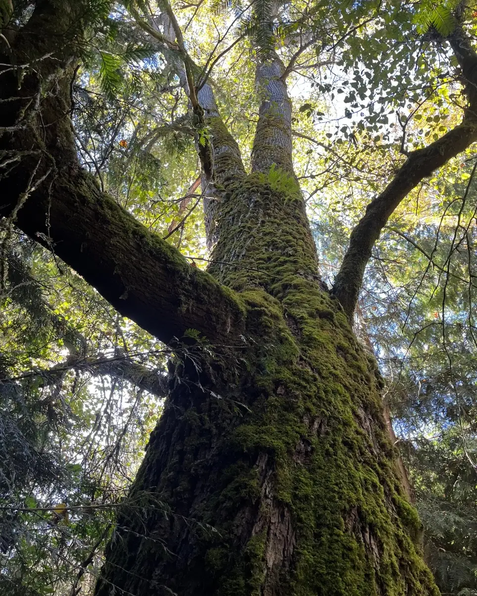 Celebrate MLK Jr. Day of Service by Saving Trees!